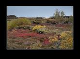 Tingvellir S12 8122